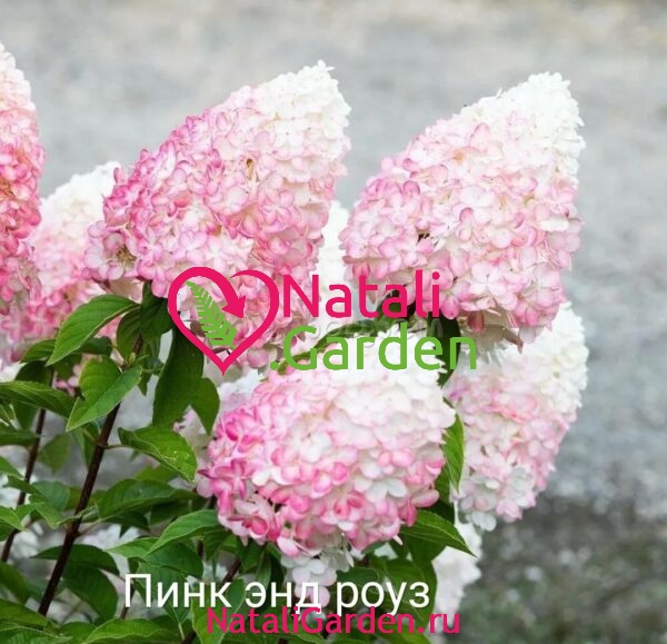 Гортензия метельчатая Пинк энд Роуз (Pink & Rose)