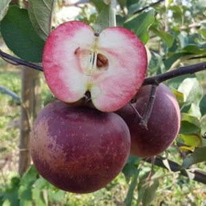 Саженцы яблони Байя Мариса (Baya Marisa, красная мякоть)
