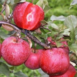 Саженцы яблони Сирена (Sirene, красная мякоть)