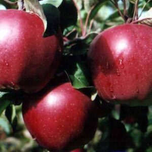 Саженцы яблони Черный Принц (Джонапринц, Red Jonaprince)