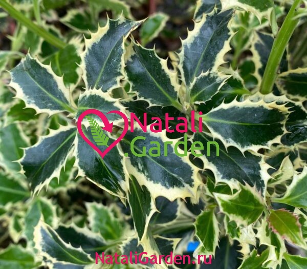 Падуб Остролистный Вариегата (Ilex Aquifolium Variegatum)