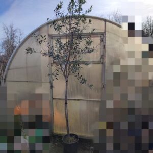 Оливковое дерево штамб 2,7м (олива европейская)