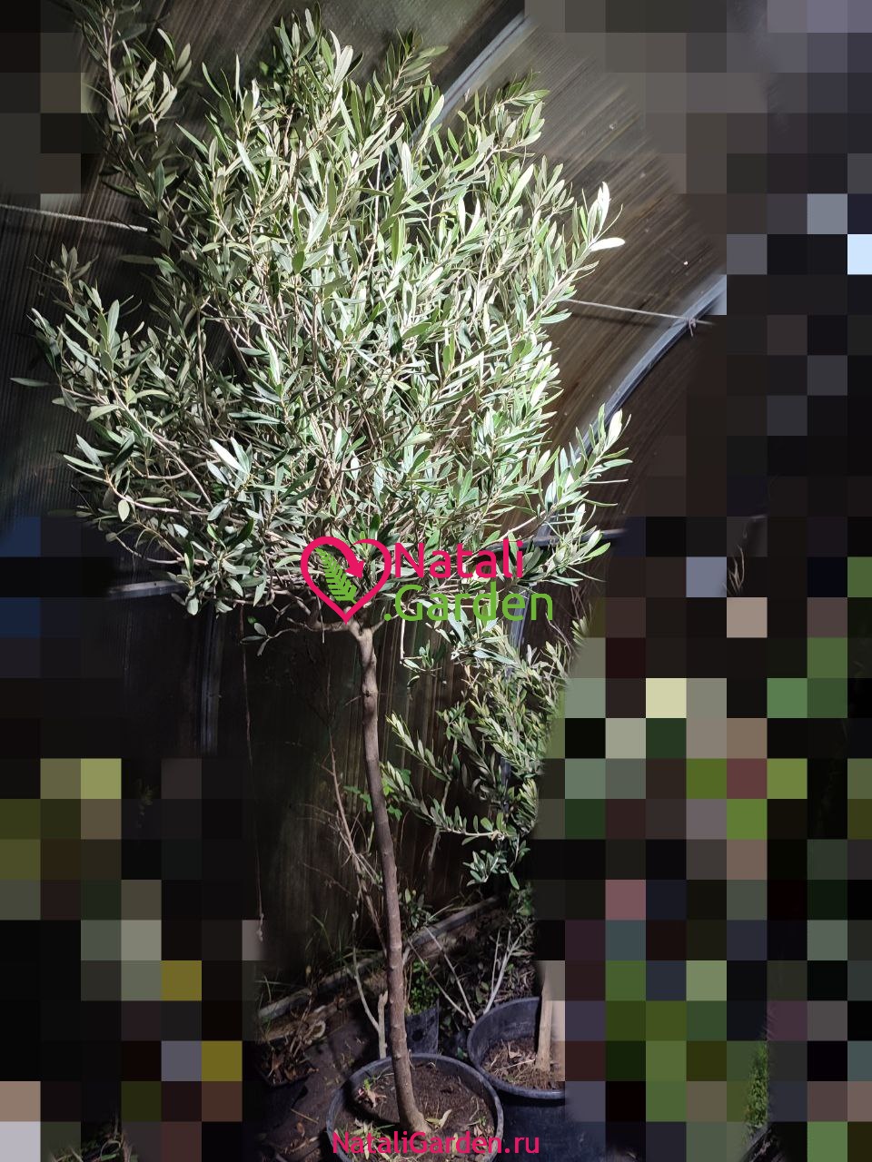 Олива европейская штамб 2,5м (оливковое дерево)
