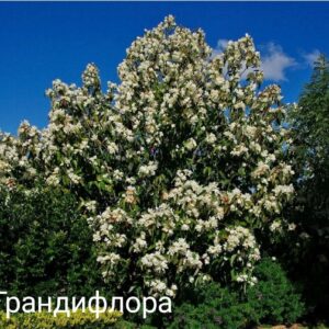 Магнолия Грандифлора крупноцветковая (Magnolia Grandiflora)